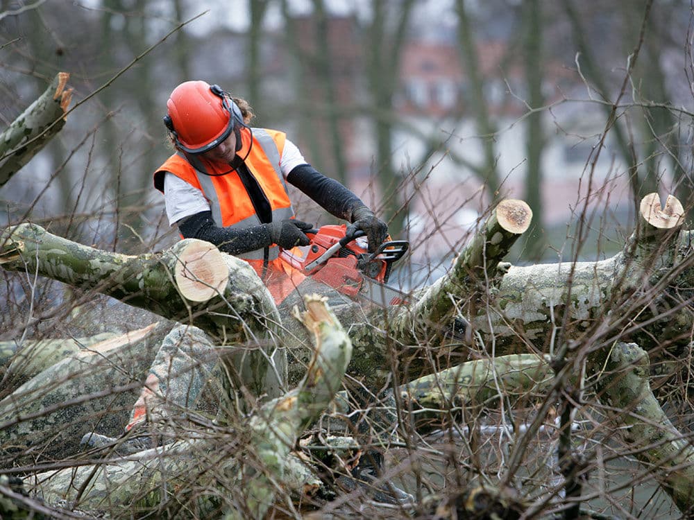 Gallery photos for Tree Services Done Right in Farmington MN: Image #1