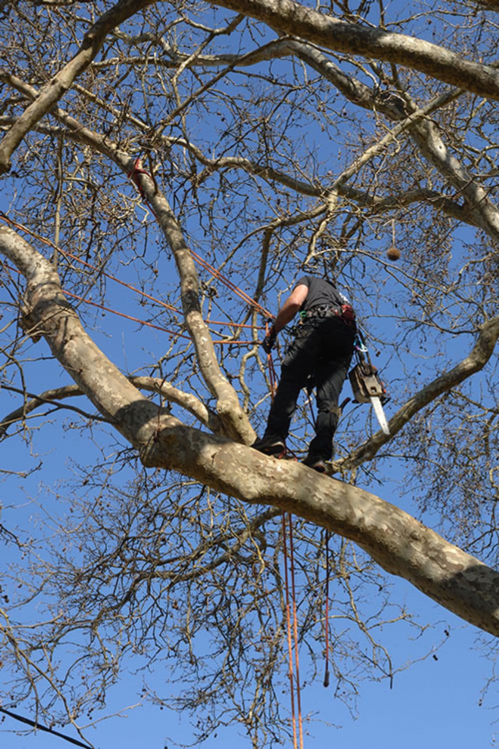 Project Tree Services Done Right in Farmington MN image