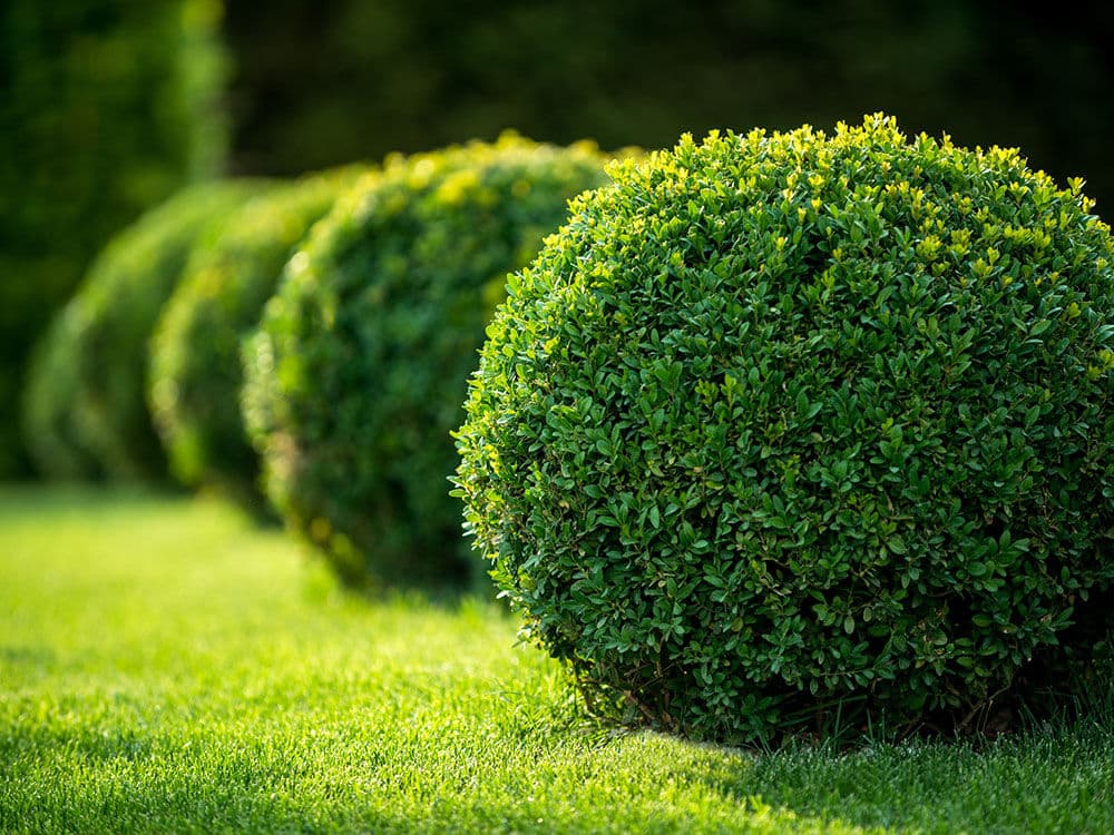Clean Cuts and Curb Appeal That Actually Gets Noticed image