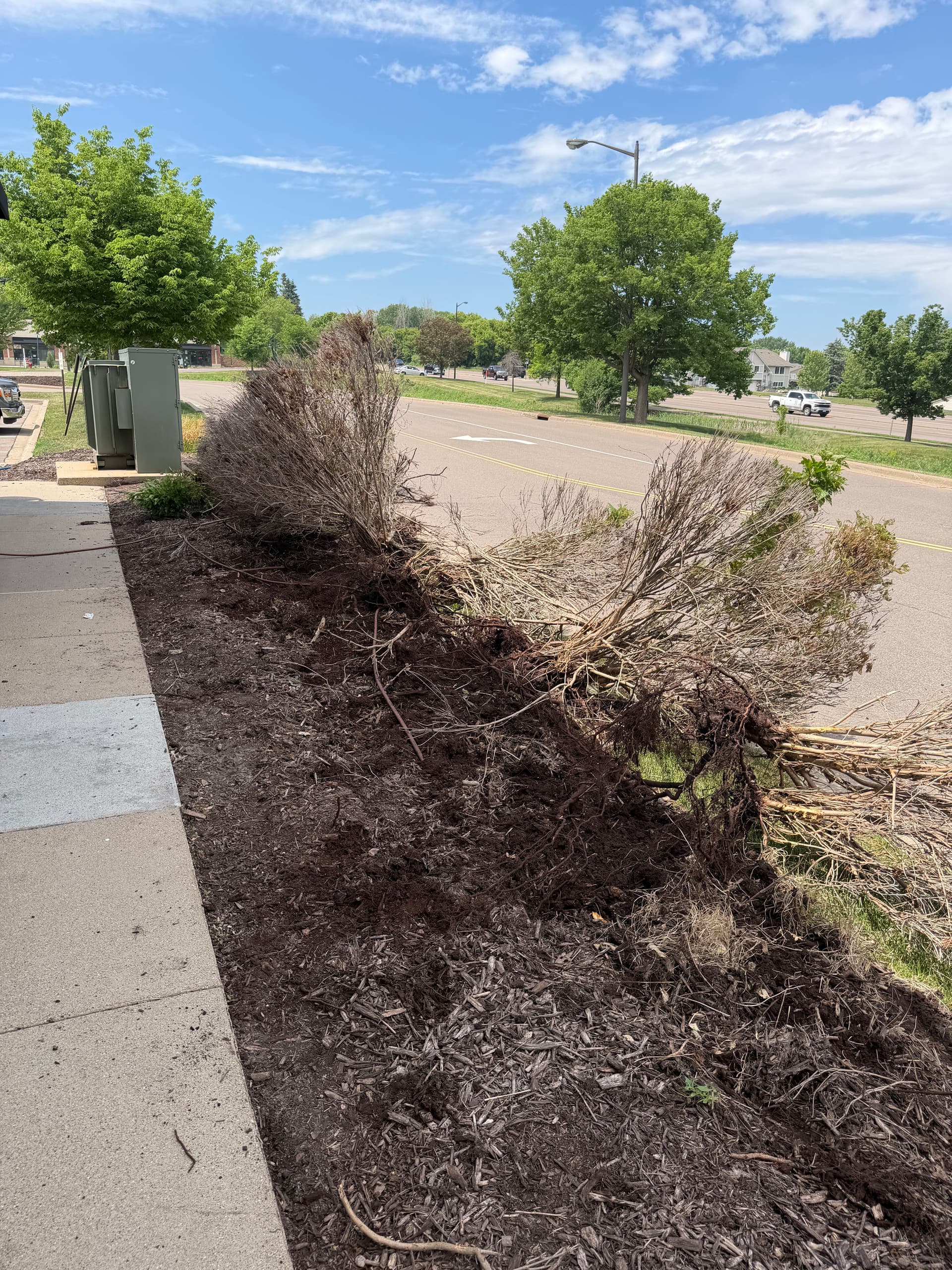 Gallery photos for Commercial Landscape Bed Refresh at a Minnesota Strip Mall: Image #1