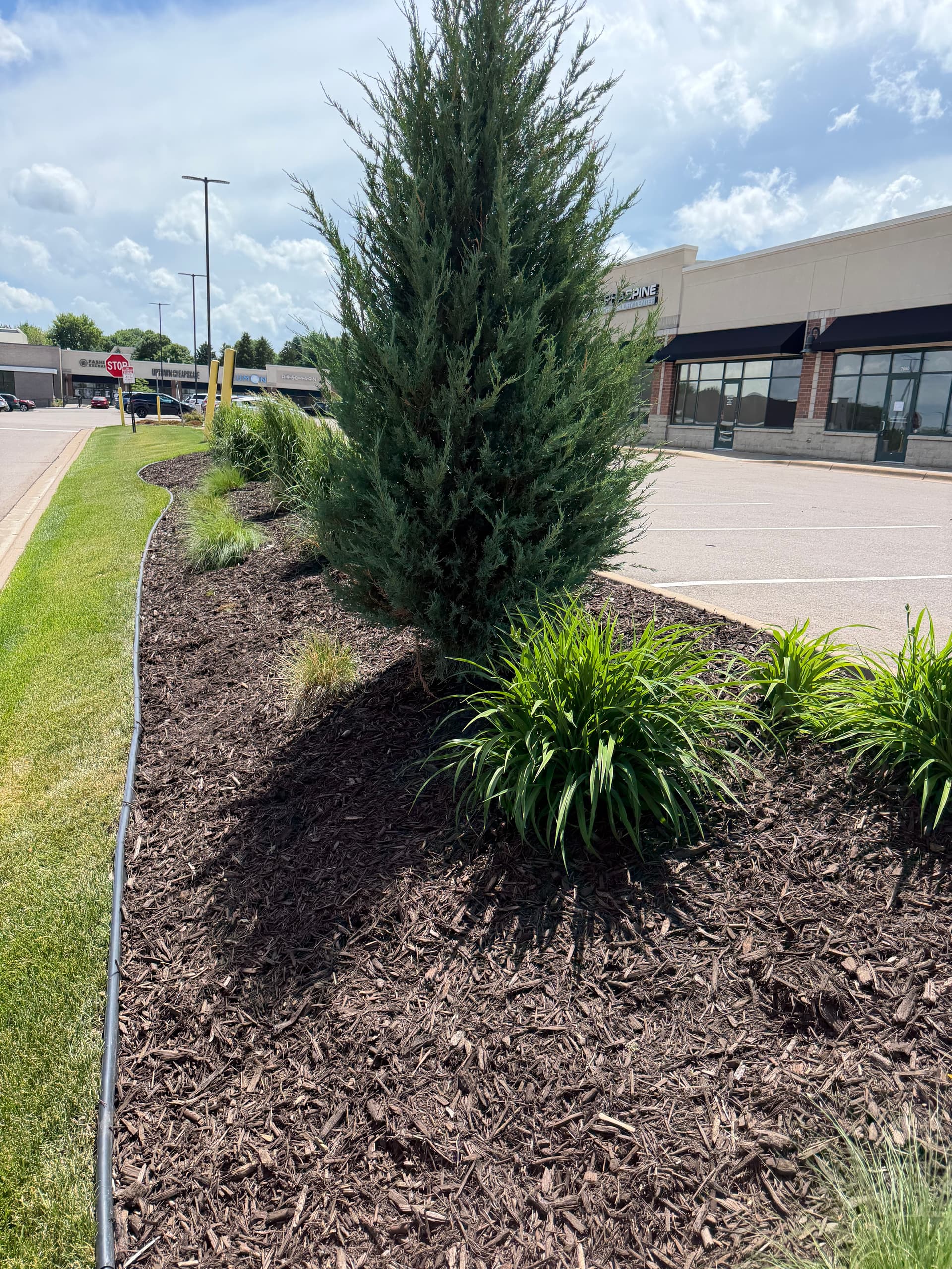 Gallery photos for Commercial Landscape Bed Refresh at a Minnesota Strip Mall: Image #9